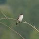 Eastern kingbird