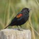 Red-winged blackbird