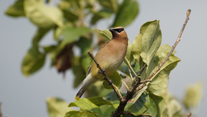 Cedar waxwing