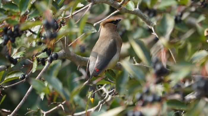 Cedar waxwing