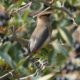 Cedar waxwing backside