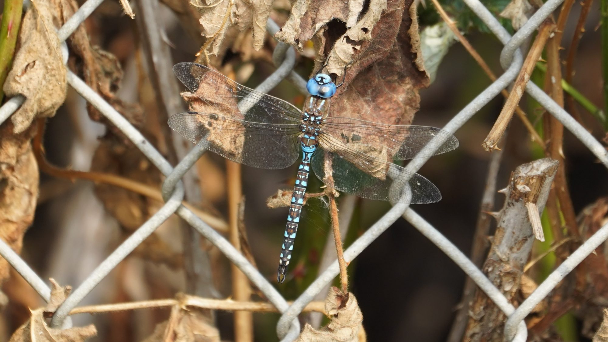 Blue-eyed darner