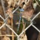 Blue-eyed darner