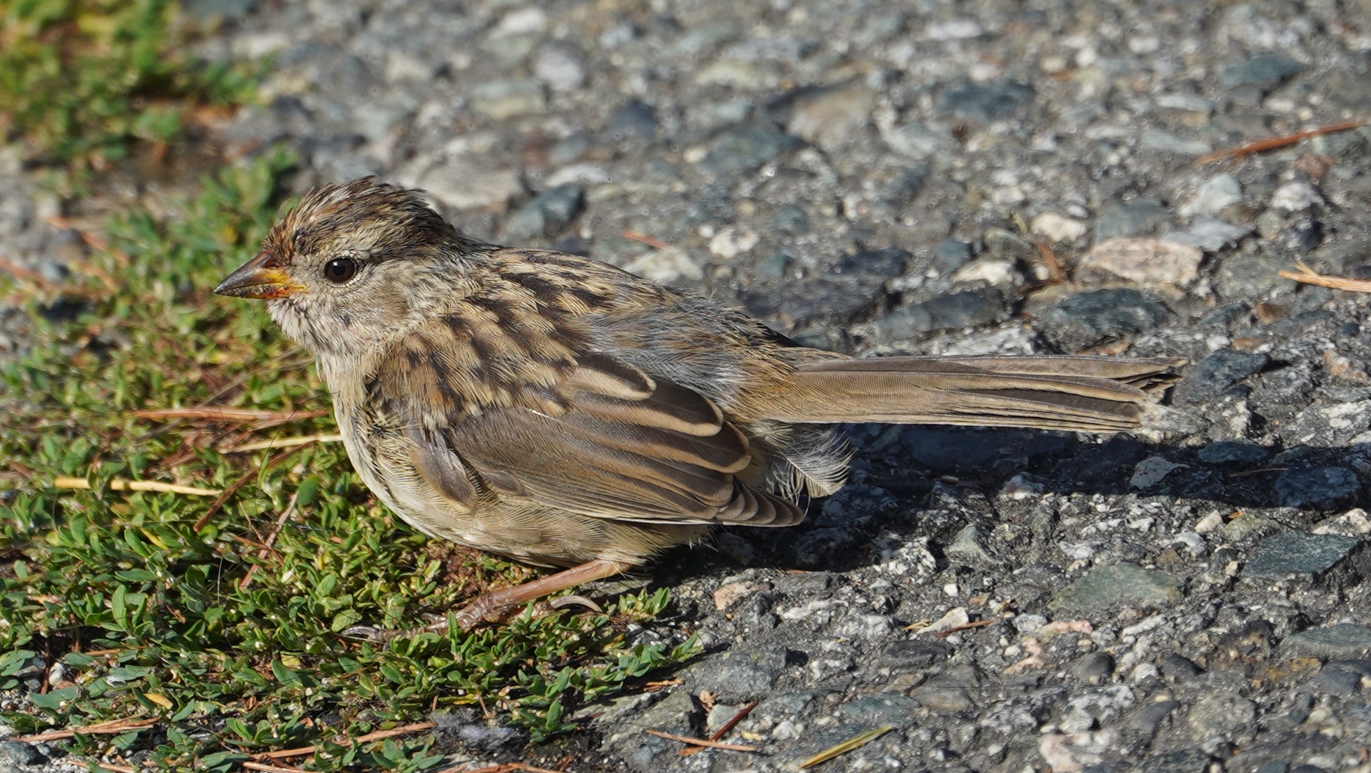 immature white-crowned sparrow