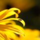 Fly on petal