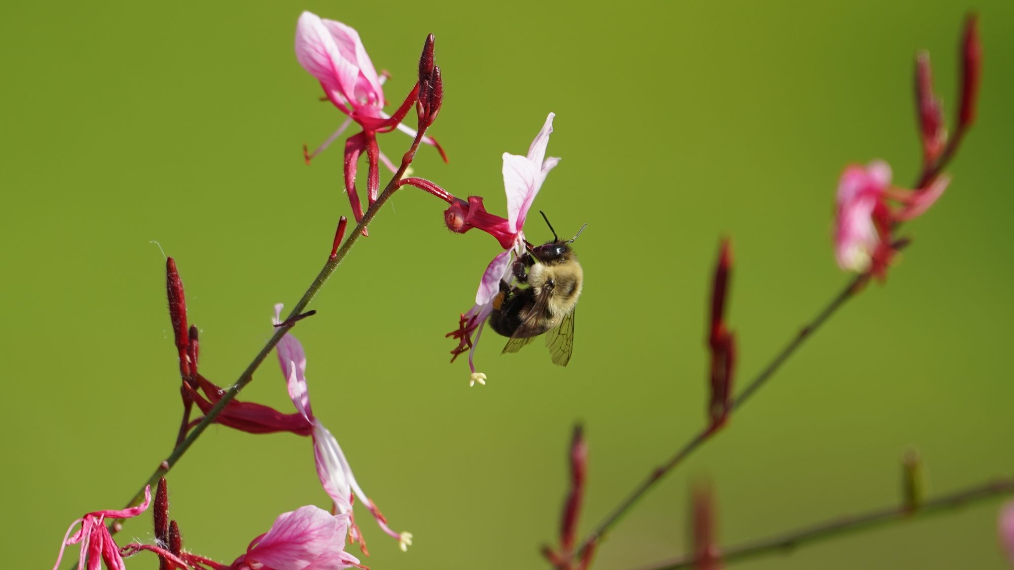 Bumblebee on flower