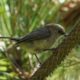 Bushtit eating a little nut