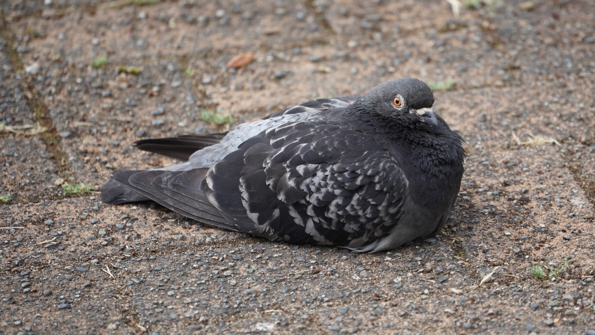 Sitting pigeon