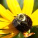 Fuzzy bumble, fuzzy flower