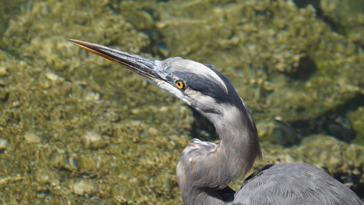 Heron from above