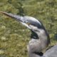 Heron from above