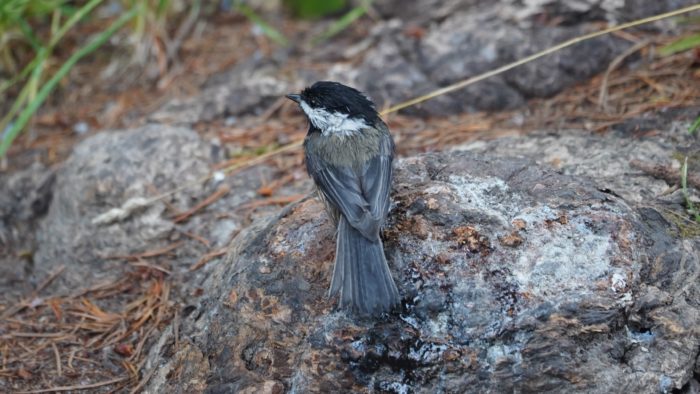 wet chickadee