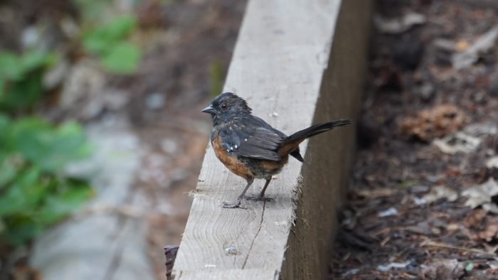 Spotted towhee