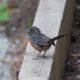 Scruffy towhee