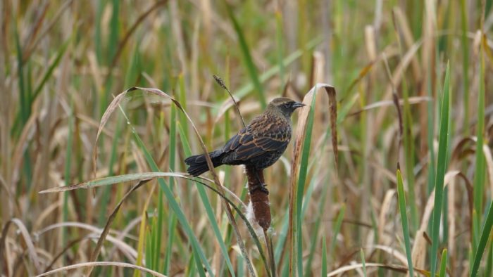 Red-winged blackbird