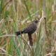 Blackbird out in the reeds