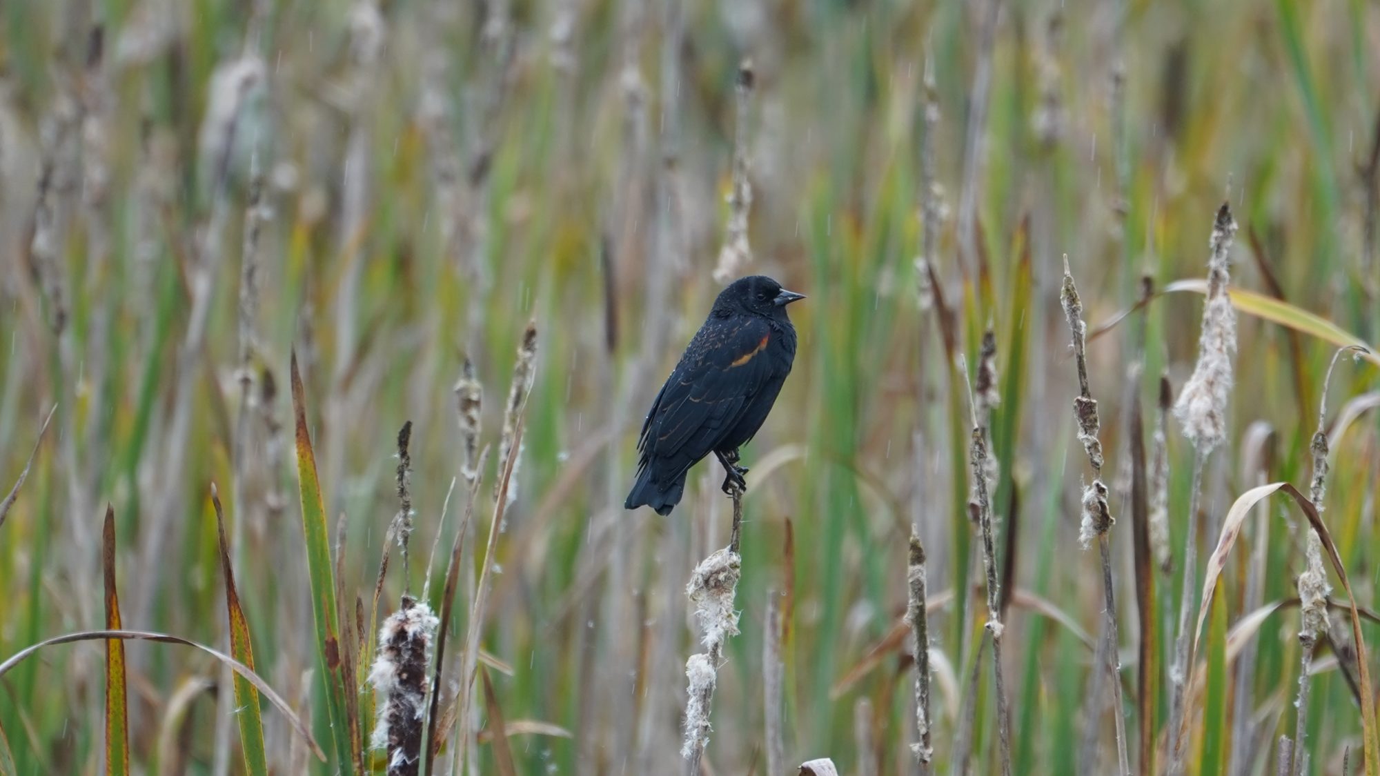 Red-winged blackbird