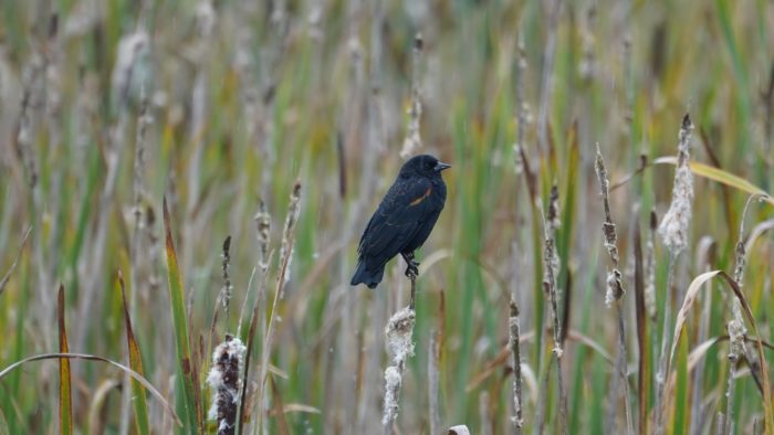Red-winged blackbird