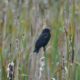 Blackbird in the rain