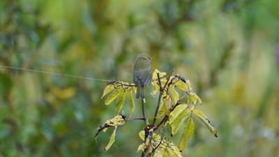 Orange-crowned warbler