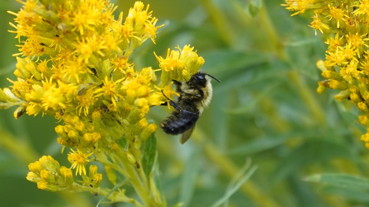 Bumblebee and yellow flowers