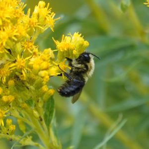 Bumblebee and yellow flowers