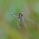 Orb weaver