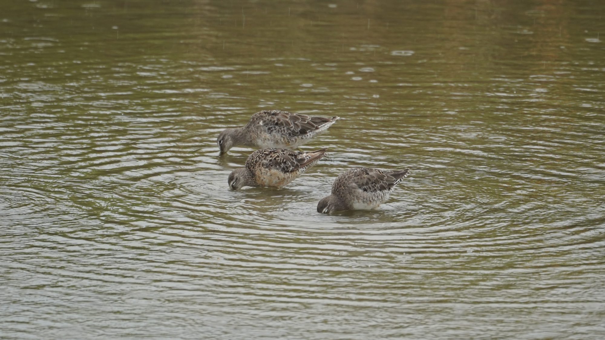 Dowitchers