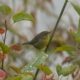 Yellow warbler maybe?