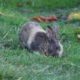 Jericho bunny