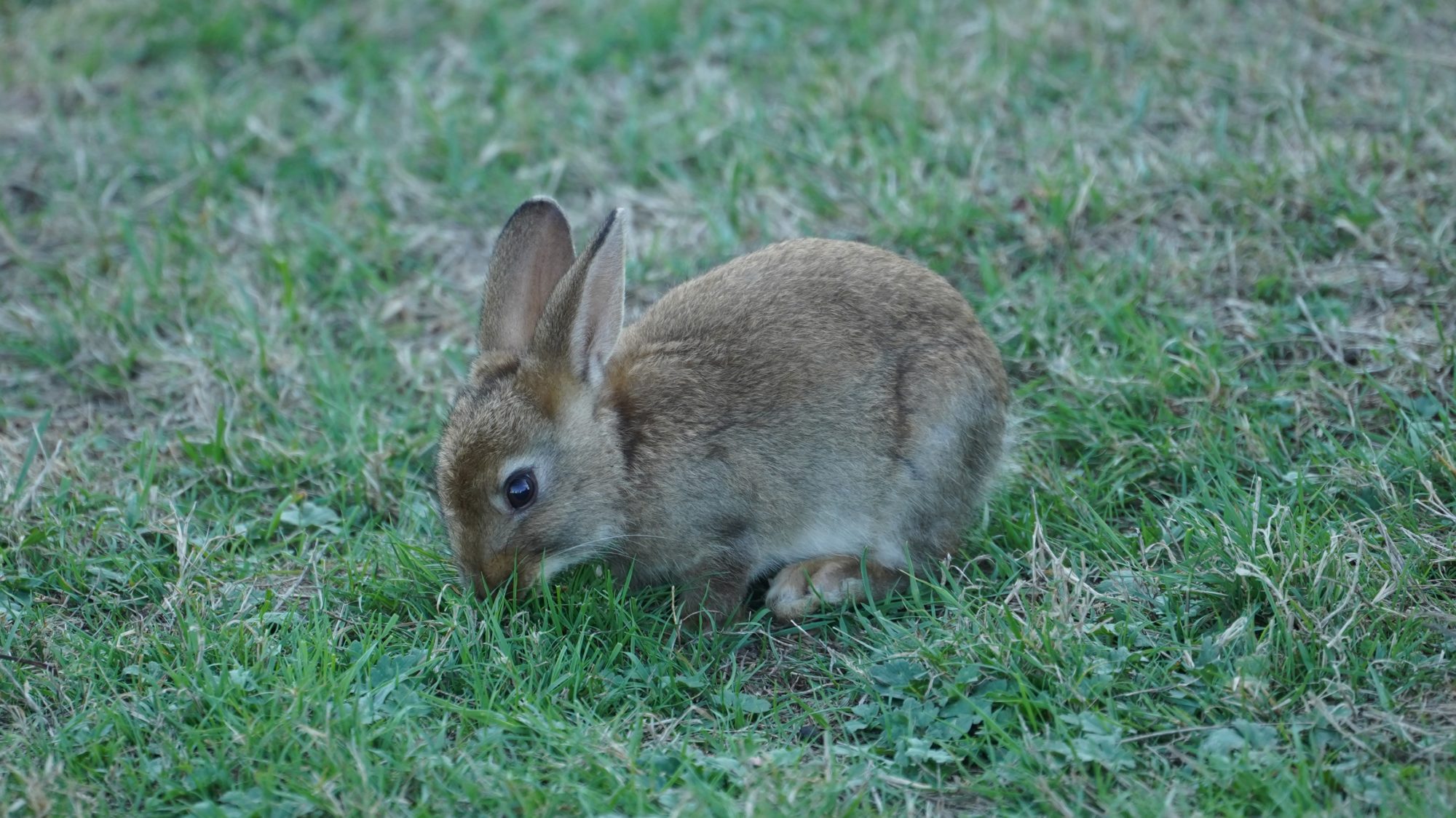 Bunny