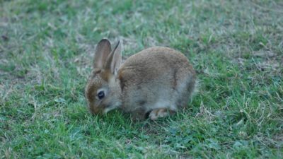 Bunny