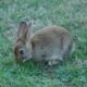 Itty-bitty brown bunny