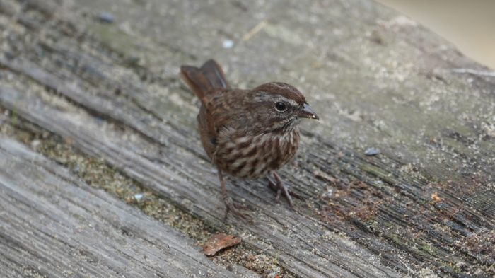 Song sparrow