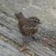 Song sparrow