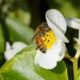 Buzzy bee