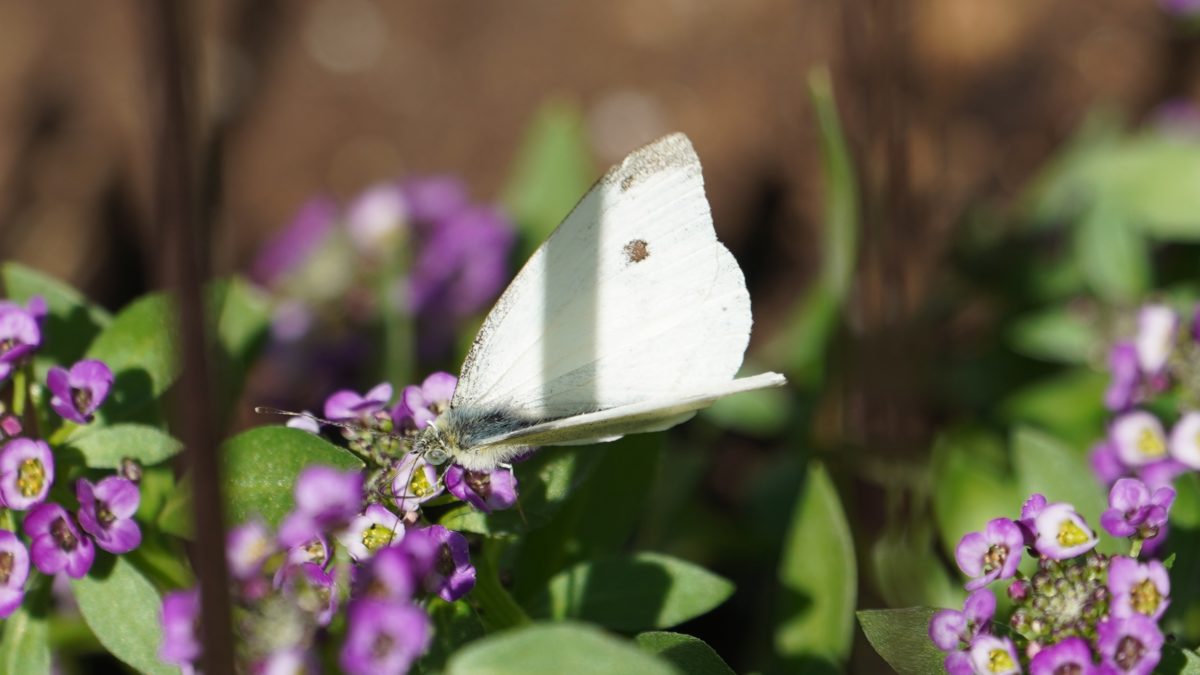 Cabbage white moth