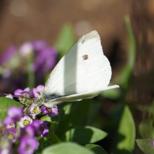 Cabbage white moth