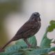 Song sparrow in the bushes