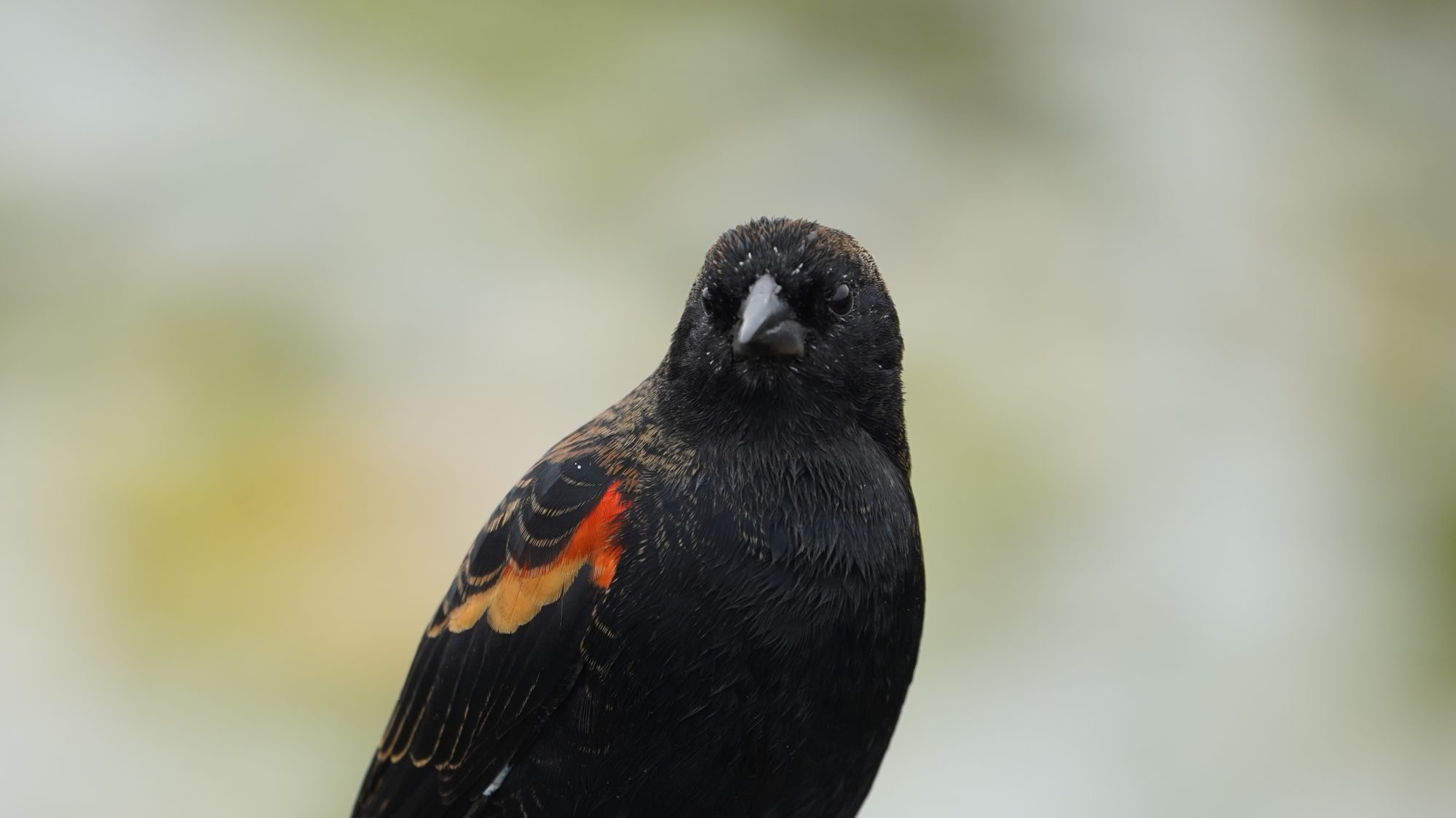 red-winged blackbird