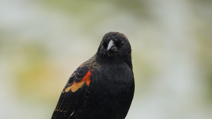 red-winged blackbird