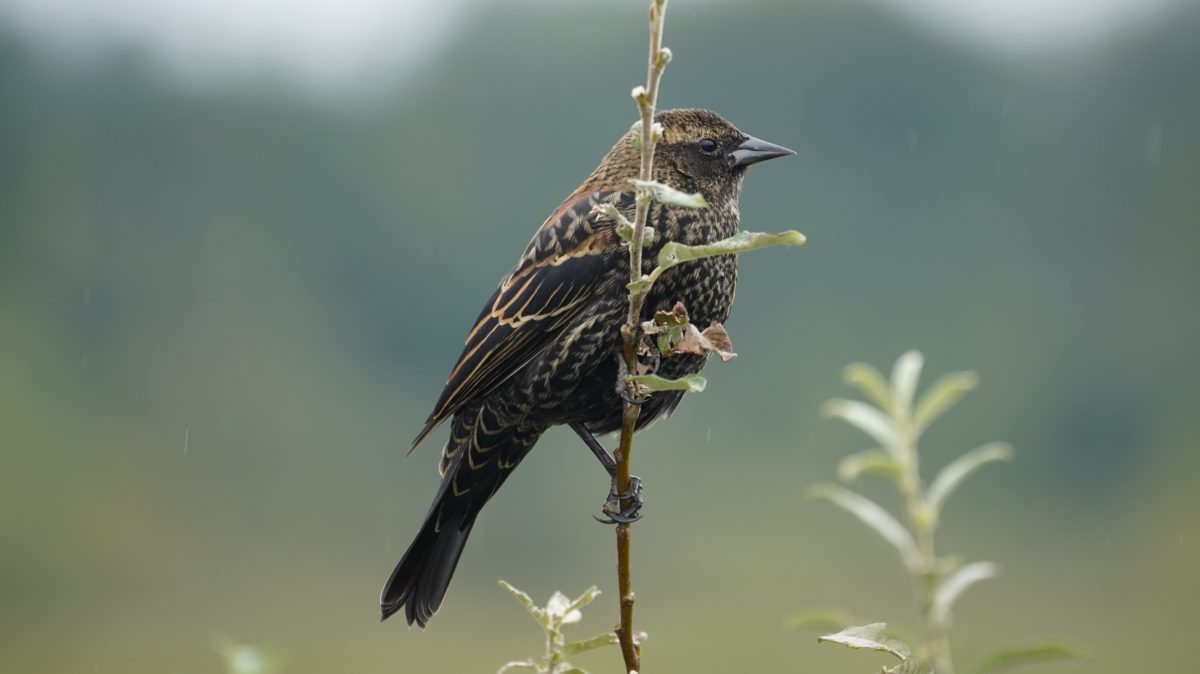 Red-winged blackbird on a branch