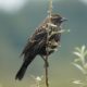Blackbird profile