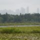 Burnaby Lake and skyline