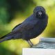 Crow drinking from a fountain