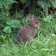 Bunny on the trail