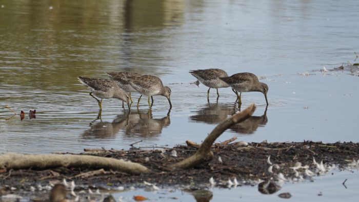 Long-billed dowitchers