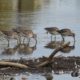 Long-billed dowitchers