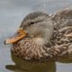 Female mallard, close up
