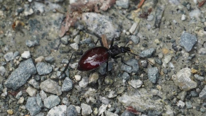 Carabid beetle